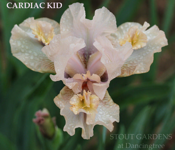 Iris Cardiac Kid
