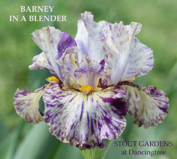 A flower named 'Barney in a Blender', showcasing a tall bearded iris with a broken color pattern of grape purple over tan ground, with wide variations and splotches of purple at Stout Gardens At Dancingtree .