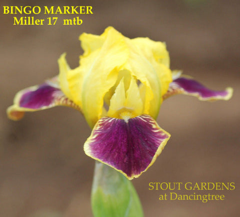 Iris Bingo Marker