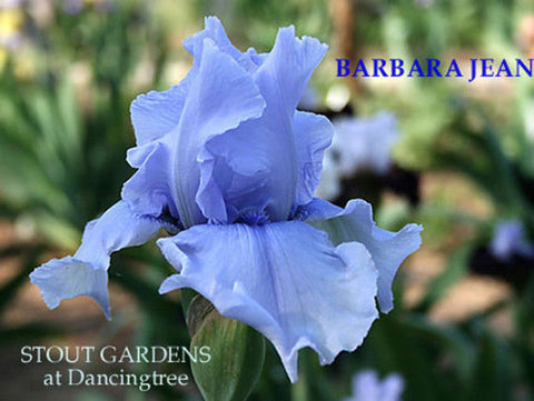 Iris Barbara Jean