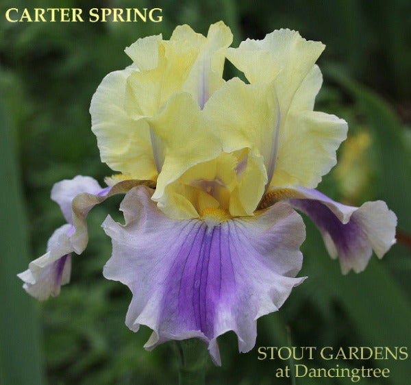 A tall bearded iris with big flowers, transitioning in color from yellow to lavender and old gold, with white tipped beards at 'Stout Gardens at Dancingtree'.