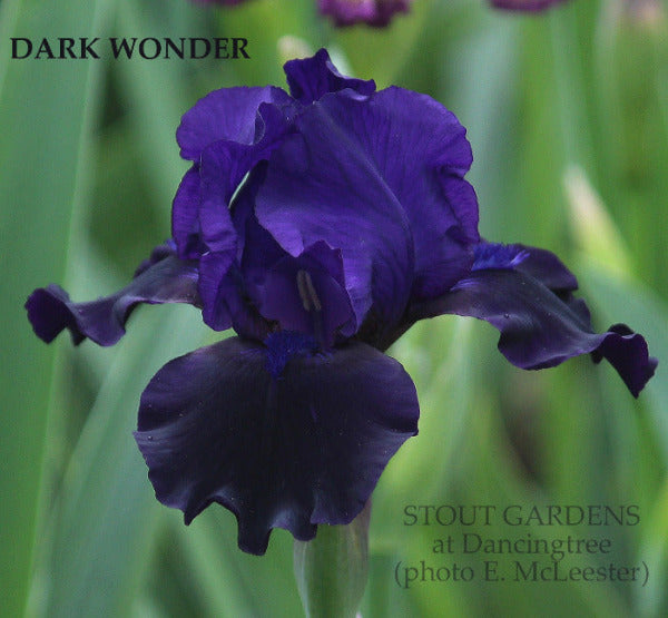 Dark purple iris flower with 'Dark Wonder' name and 'Stout Gardens' text.