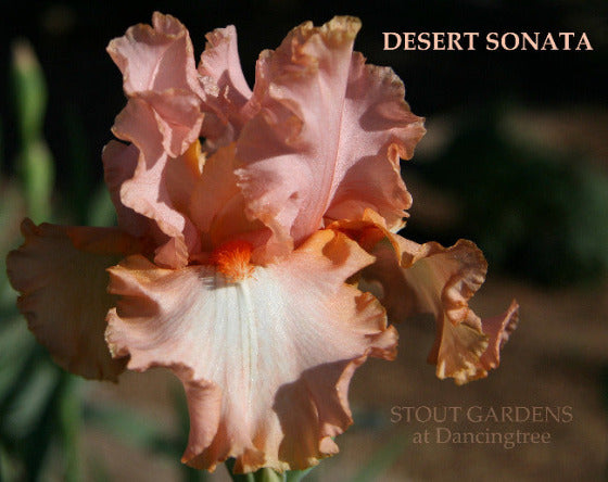 Pink, orange and white flower of the tall bearded iris 'Desert Sonata', at 'Stout Gardens At Dancingtree'.