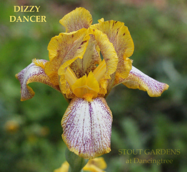 Yellow and purple miniature tall bearded flower with 'Dizzy Dancer' text and 'Stout Gardens at Dancingtree' branding.