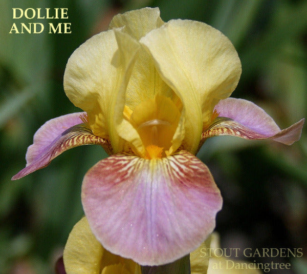 An image of Miniature tall bearded iris 'Dollie and Me' with yellow and purple flowers, labeled and photographed by Stout Gardens Dancingtree.