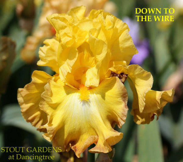 Yellow tall bearded iris flower 'Down to the Wire' shown at 'Stout Gardens at Dancingtree'.