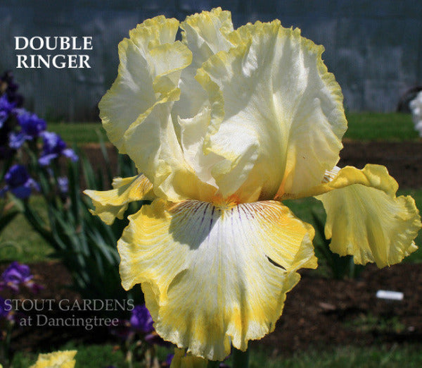 Tall bearded iris 'Double Ringer' shown with white and yellow edging at 'Stout Gardens At Dancingtree'.