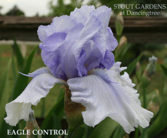 Blue space-age, tall bearded Iris 'EAGLE CONTROL' is seen at 'Stout Gardens At Dancingtree'.