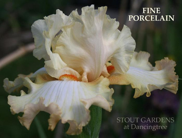 Pale peach tall bearded iris, 'Fine Porcelain' is shown at 'Stout Gardens At Dancingtree'.