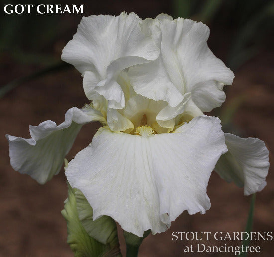 A close-up image of a cream-colored tall bearded iris flower with light yellow touching petals and beards, with the name 'GOT CREAM' at 'Stout Gardens at Dancingtree'.