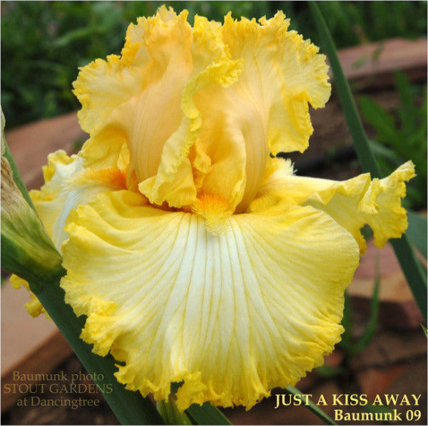 'Just A Kiss Away' is displayed, a yellow tall bearded iris with lace, at 'Stout Gardens At Dancingtree'.
