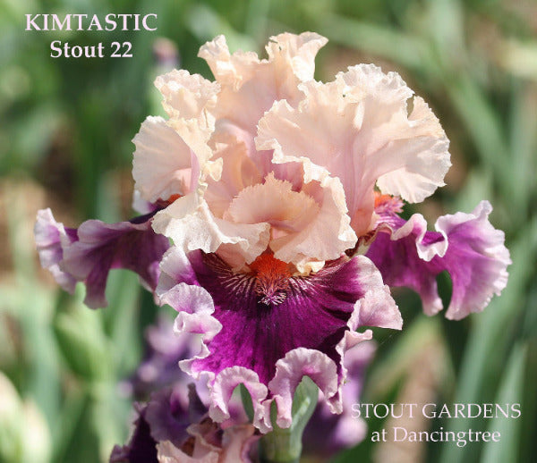 Ruffled tall bearded iris flower 'Kimtastic' by Stout showing pink and raspberry purple colors at 'Stout Gardens at Dancingtree'.