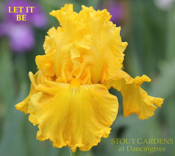 Yellow tall bearded iris flower 'Let It Be' is shown at 'Stout Gardens at Dancingtree'.
