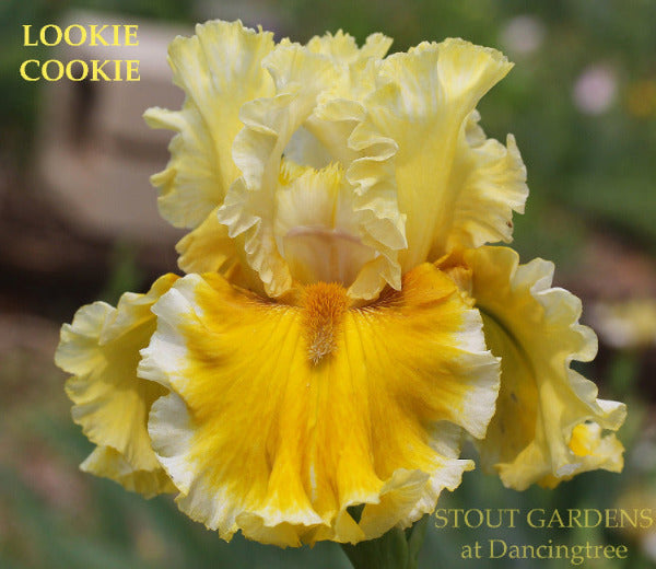Yellow tall bearded iris flower with white edge called'LOOKIE COOKIE' at 'STOUT GARDENS at Dancingtree'.