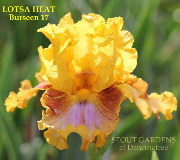 Yellow, copper and purple tall bearded iris flower with text 'LOTSA HEAT' shown at 'STOUT GARDENS at Dancingtree'.