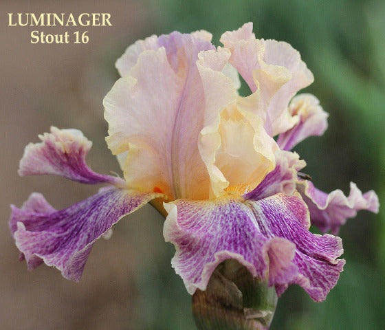A Tall Bearded, space-age iris with bi-color petals, predominantly peach at the top and luminata purple and white pattern on falls with flounces. At 'Stout Gardens At Dancingtree'.