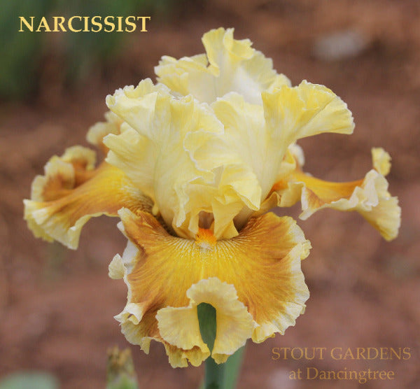 Yellow, gold tall bearded iris flower with 'Narcissist' and 'Stout Gardens at Dancingtree' text.