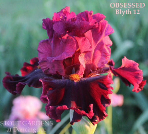Red tall bearded iris flower 'Obsessed' is shown at 'Stout Gardens'.