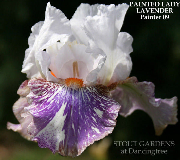 Close-up of tall bearded iris 'Painted Lady Lavender', a purple and white broken color at, 'Stout Gardens At Dancingtree'.