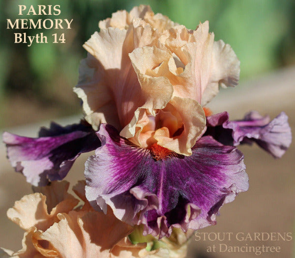 Light orange and purple tall bearded iris flower named 'Paris Memory' by Blyth is shown at 'Stout Gardens at Dancingtree'.