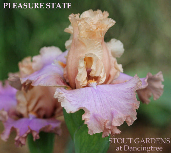 Close-up of the pink and lilac flower 'Pleasure State' at 'Stout Gardens at Dancingtree'.