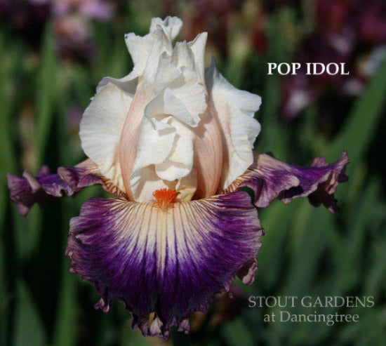 'Pop Idol' tall bearded iris photo showing white flower with large purple edging at 'Stout Gardens At Dancingtree'.