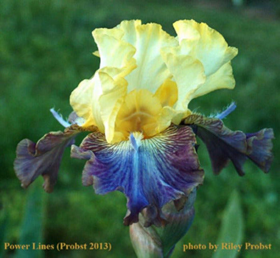 Yellow and purple iris flower with blurred green background