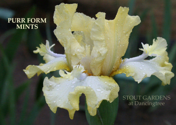 Tall bearded iris 'PURR FORM MINTS' is shown, a pale yellow and white flower with space-age flounces, at 'Stout Gardens At Dancingtree'.