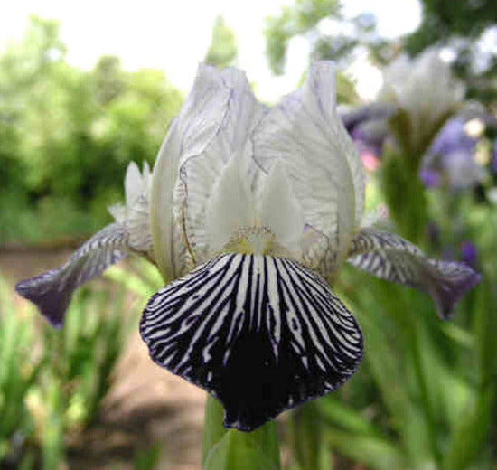 A close-up image of Iris 'Quagga' flower with dark purple striations over white ground, featuring a white veined purple, black purple wire edge; style arms white; F. white, black purple striations over-all, at 'Stout Gardens At Dancingtree'.