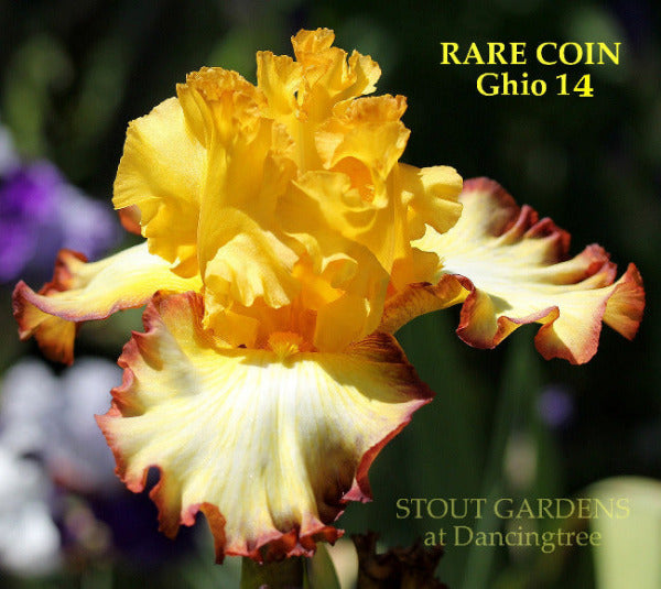 Yellow and white ruffled tall bearded iris flower with dark red trim named 'RARE COIN' by Ghio. Available at 'tout Gardens At Dancingtree'.