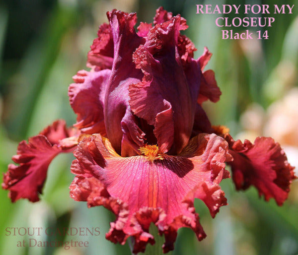 Close-up of a maroon red tall bearded iris flower called 'Ready For My Closeup' at 'Stout Gardens At Dancingtree'.