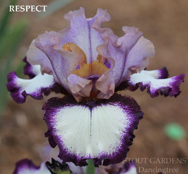Close-up of a purple and white plicata pattern on the tall bearded iris 'Respect' at 'Stout Gardens Dancingtree'.