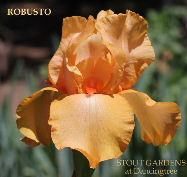 Orange tall bearded iris flower 'Robusto' is shown at 'Stout Gardens at Dancingtree'.