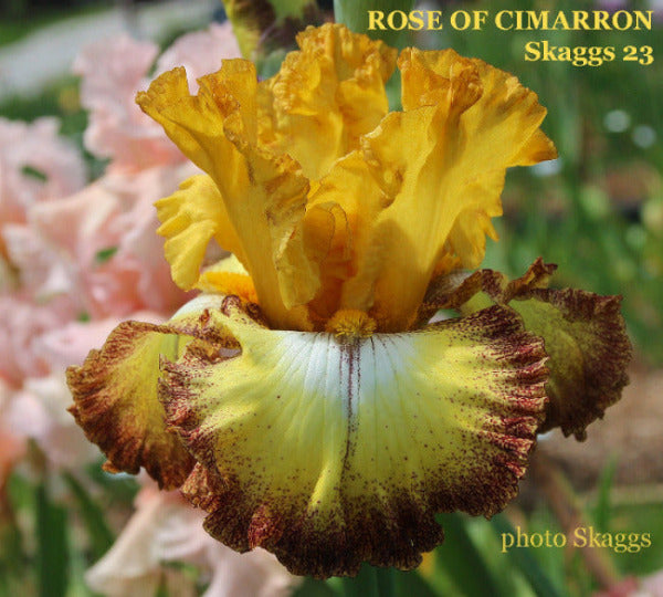 Yellow and maroon plicata pattern on flower 'Rose of Cimarron' by Skaggs.
