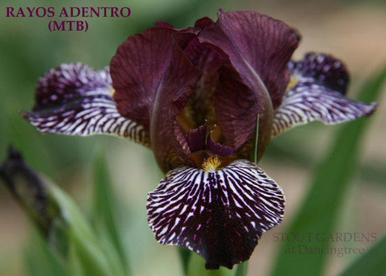 Black purple Miniature tall bearded Iris 'RAYOS ADENTRO' at 'Stout Gardens At Dancingtree'.