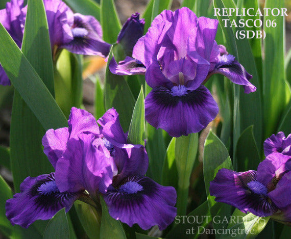Iris 'REPLICATOR', a purple standard dwarf bearded iris at 'Stout Gardens At Dancingtree'.