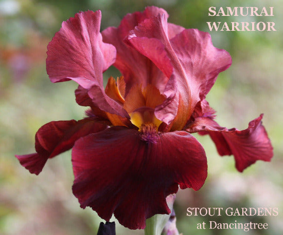 A cherry red tall bearded iris flower with label 'SAMURAI WARRIOR' from 'Stout Gardens at Dancingtree'.