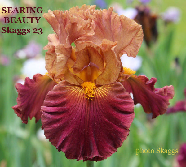 Multicolored tall bearded iris flower with 'Searing Beauty Skaggs 23' text and 'photo Skaggs' credit.