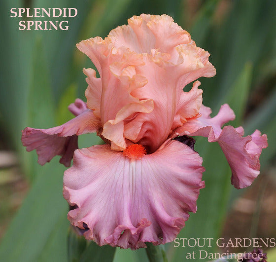 A tall bearded iris flower with pink and orchid-pink coloring and a coral beard, labeled 'Splendid Spring', at 'Stout Gardens At Dancingtree'.