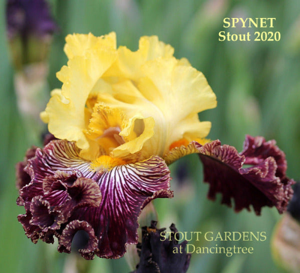 Yellow and purple tall bearded iris flower with heavy veining and flounces called 'SPYNET' by Stout 2020' at 'Stout Gardens At Dancingtree'.