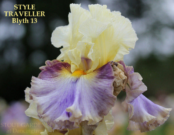 Yellow and purple tall bearded iris flower with 'STYLE TRAVELLER' name at 'Stout Gardens At Dancingtree'.