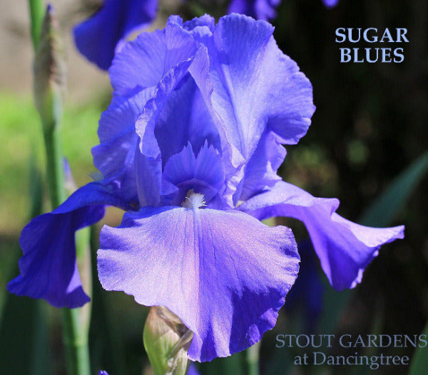 Blue purple tall bearded iris flower with 'Sugar Blues' text and 'Stout Gardens at Dancingtree' credit.