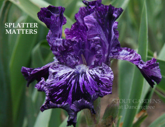 Close-up of the purple and white, broken color, tall bearded iris, 'Splatter Matters', at 'Stout Gardens At Dancingtree'.