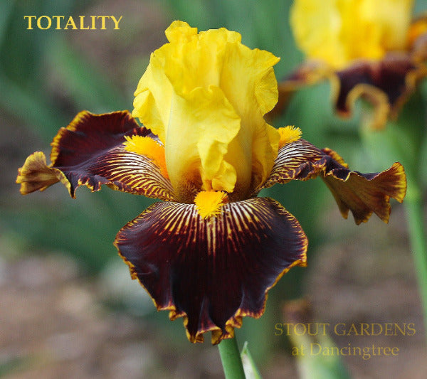 Yellow and dark brown tall bearded iris flower named 'Totality' at 'Stout Gardens At Dancingtree'.