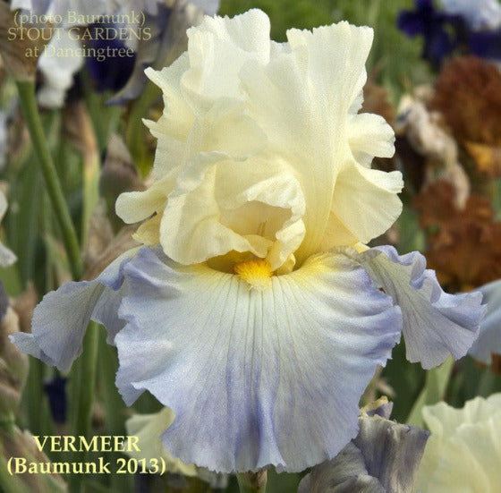 Pale yellow and blue tall bearded iris 'VERMEER' is shown. By Baumunk.