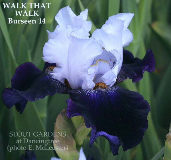 White and purple tall bearded iris flower 'Walk That Walk' is shown at 'Stout Gardens'.