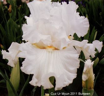 White tall bearded iris 'Cuz Ur Myon' shown at 'Stout Gardens at Dancingtree'.