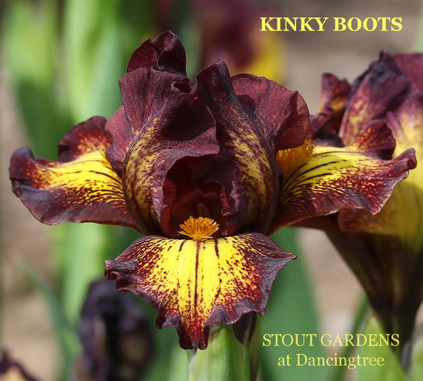 Iris Kinky Boots
