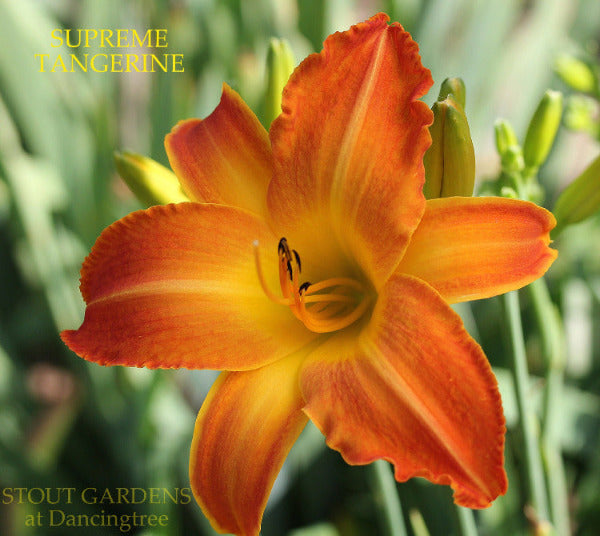 Daylily Supreme Tangerine