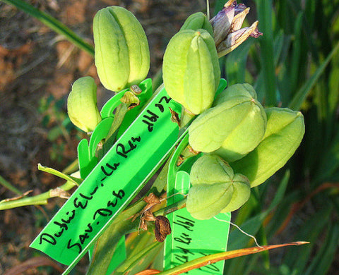 Hybridizing Push-on Tags 100